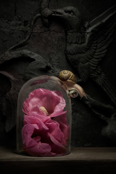 Photograph Lucia Loiso Still Life With Snail on One Eyeland